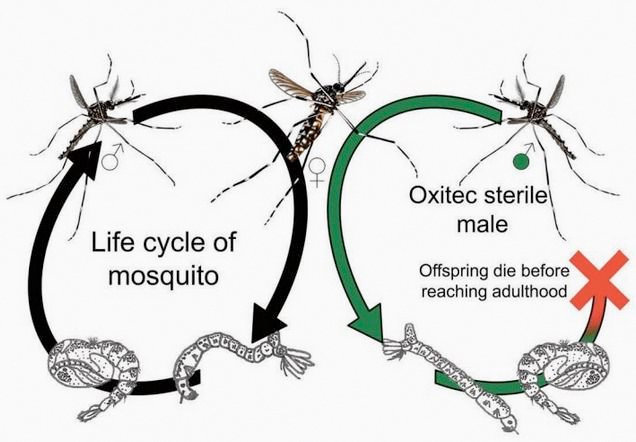Oxytec Mosquito Diagram