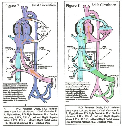 Malcolm Fig 7 and 8