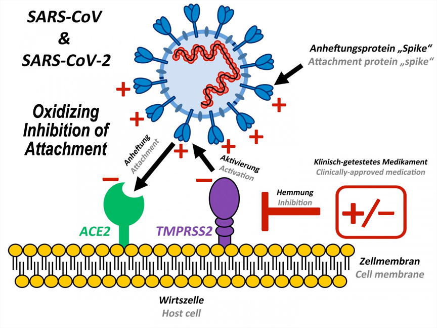 coronavirus therapy