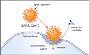 Coronavirus Conspiracy